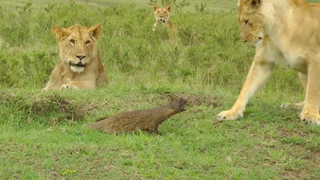 This Mongoose is Clearly Anti-Woman…Somehow